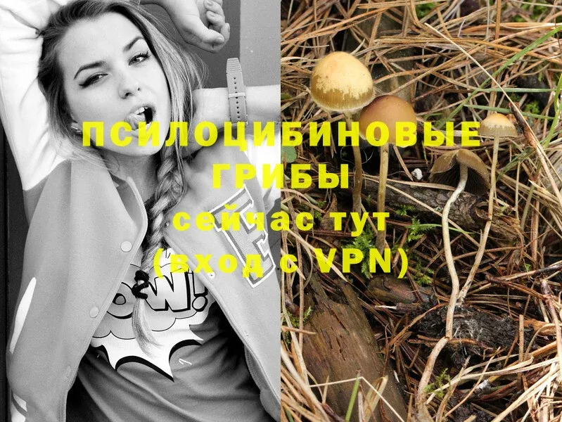 Галлюциногенные грибы Psilocybine cubensis  Октябрьский 